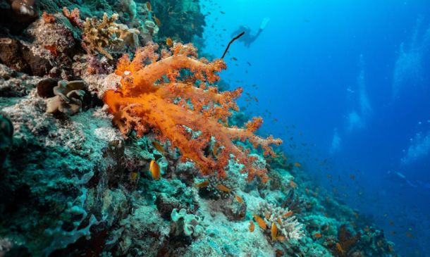 Winning Incredible Boca Raton Girl Scouts: 7 Achieve Gold Award 7 Boca Raton conservation – 7 Must-See Essential Steps to Save Florida's Reefs