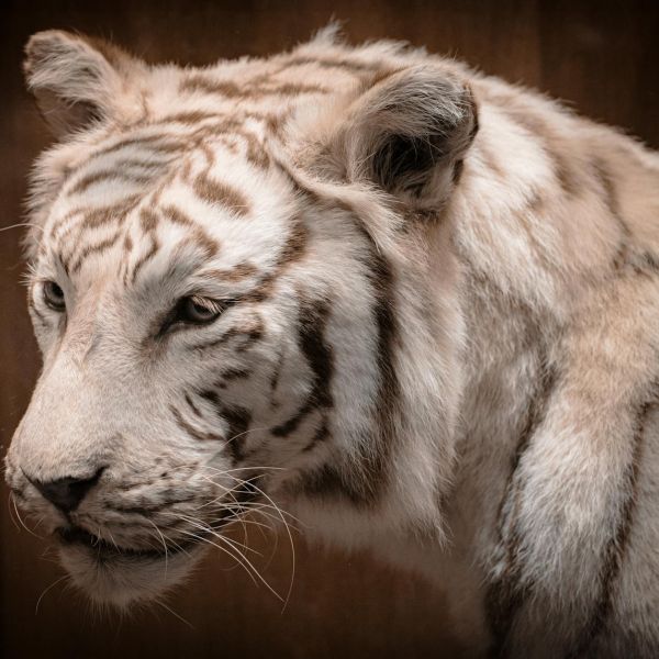 Home 20 paper tiger 9 Home