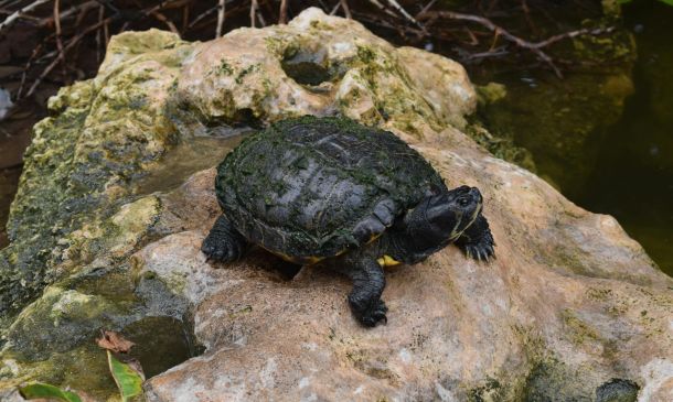 Resident Sea Turtle Talk 2 resident sea turtle talk 24 Resident Sea Turtle Talk