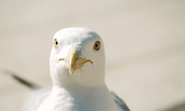 Winning Incredible Boca Raton Girl Scouts: 7 Achieve Gold Award 5 Boca Raton flood alerts – Helpful Smart Boca Raton Flood Alert: 7-Day Heavy Rain Risk