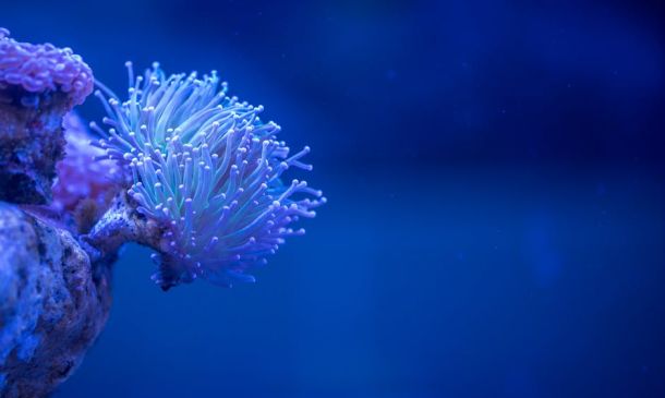 Boca Raton reefs – 2 Helpful Essential Guide: Saving Florida's Coral Reefs