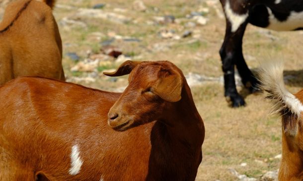 Boca Raton Council Moves to Rezone 8-Acre Property For 120-Unit Development