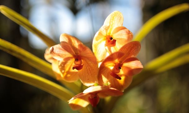 Boca Raton's Orchid Obsession