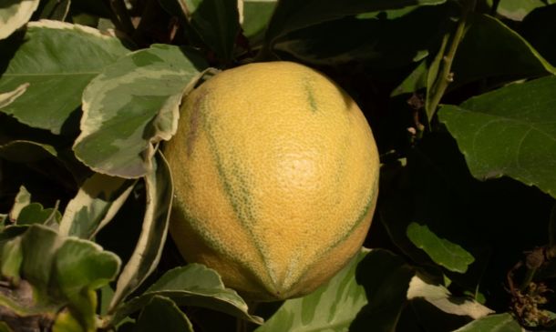 Sargassum Blankets Local Beaches This Week in Boca Raton, Delray Beach