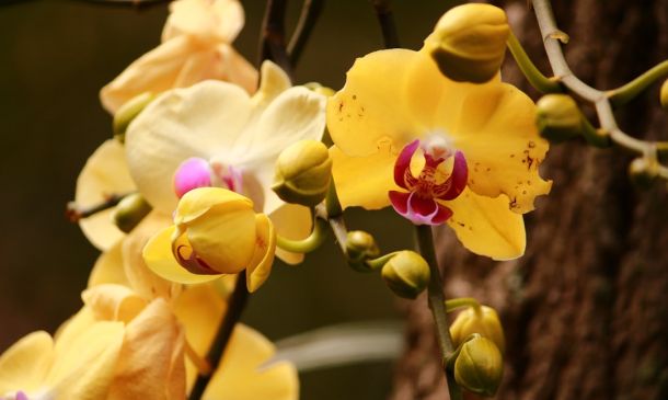 Boca Raton's Floral Art Exhibit Blooms