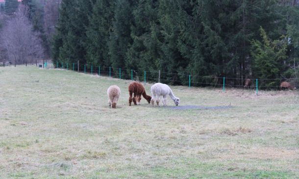 Three Proposals Would Make Downtown Boca Raton Greener, More Pedestrian Friendly