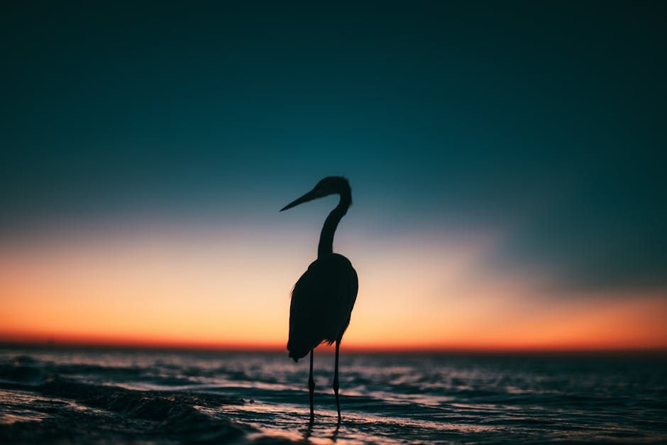 Ball family Boca Raton – 1 Top Simple Boca Raton Remembers Beloved Leader: James Ball