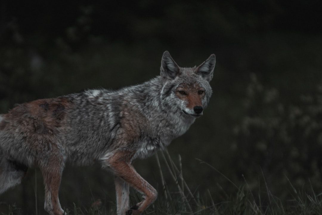 Boca Raton Coyotes: A Growing Concern