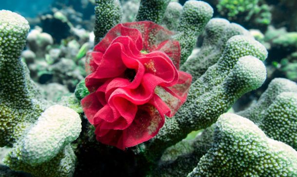 Coral Springs Man Attempted To Bomb New York Stock Exchange