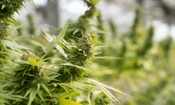 Florida Medical Marijuana: A Complete Guide