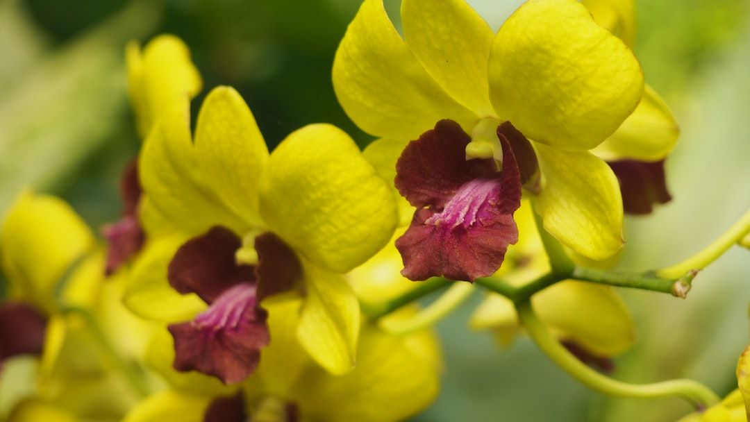 Orchid Obsession: Boca Raton's November Bloom