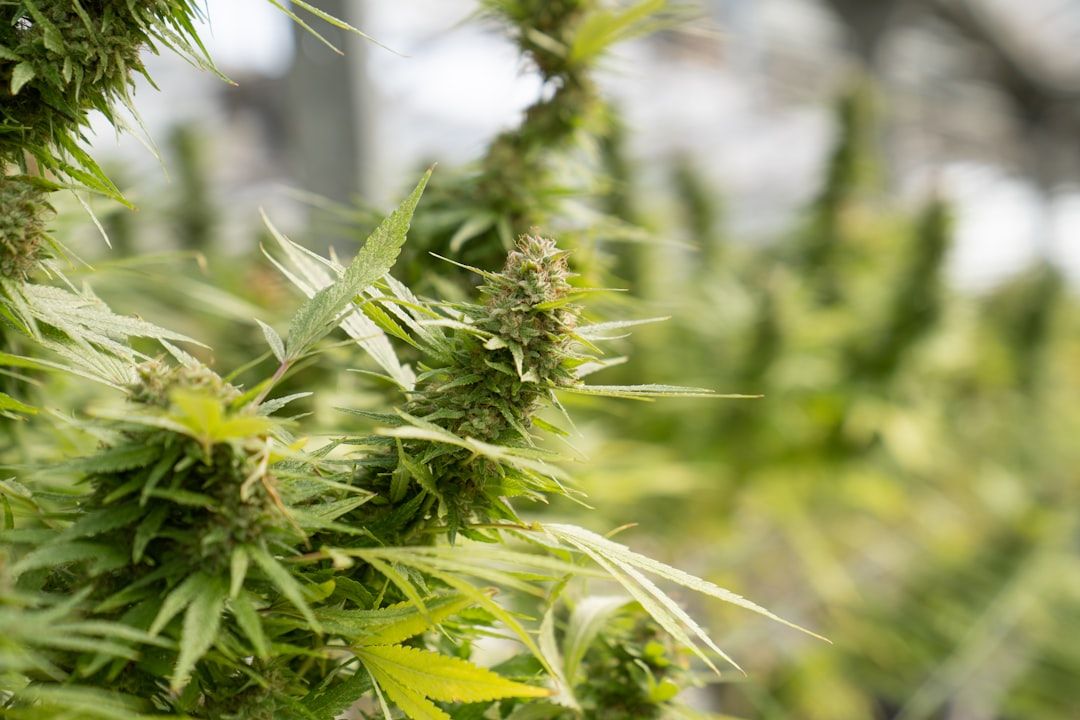 Florida Medical Marijuana: A Complete Guide