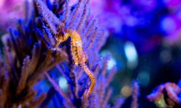 boca aquarium 1 294cedbf Boca Aquarium – Boca Raton Family & Kids