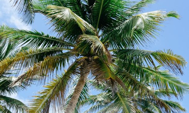 Palm Beach County Announces Holiday Trash Collection Schedule