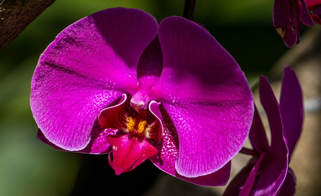 Boca Raton's Orchid Bloom: A Community Passion