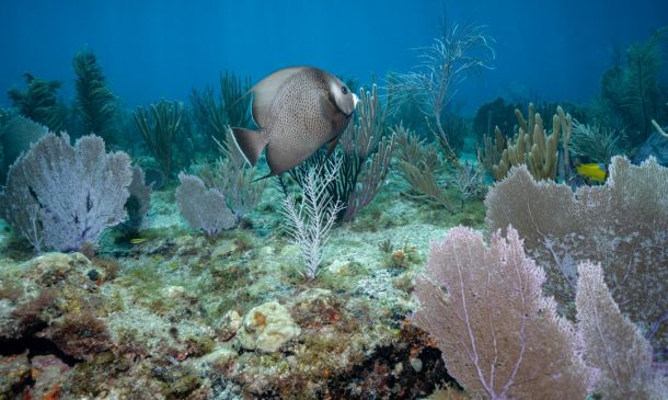 Boca Raton Opens Groundbreaking Coral Conservation Center
