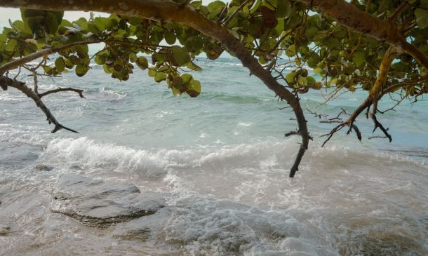 Boca Raton's Coastal Stewards Dissolve