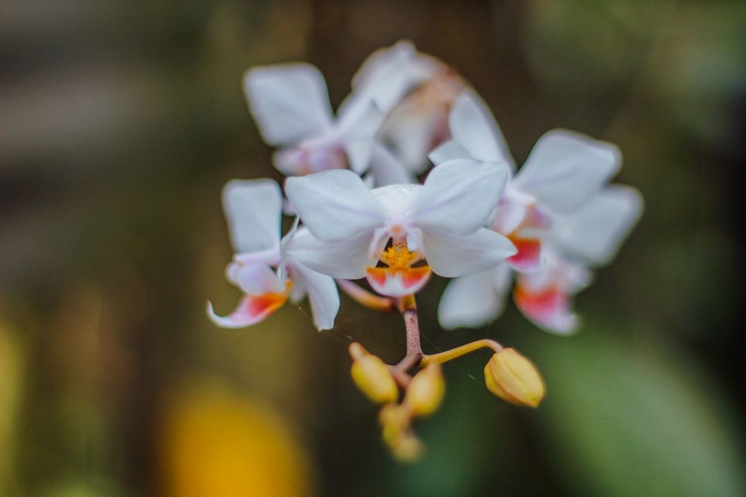 Boca Raton's Orchid Obsession: A Floral Spectacle