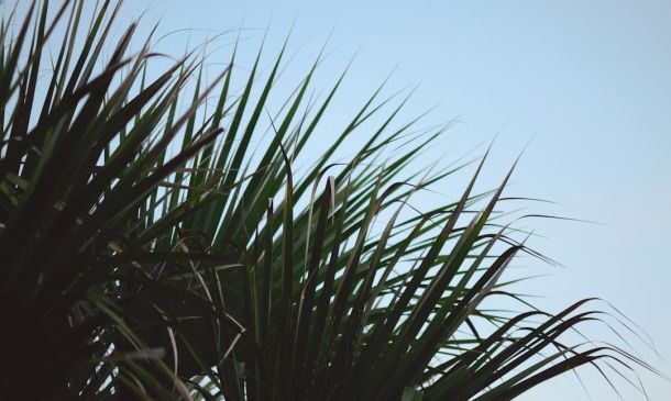 Palm Beach Sheriff’s Office: Predator Notice for West Boca