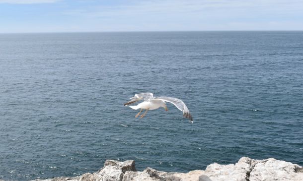 Boca Raton Man Charged With Strangling Woman