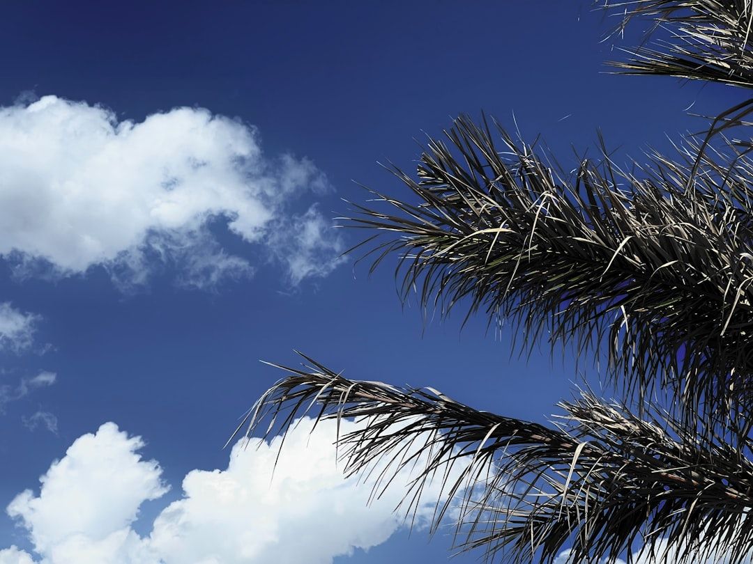 Boca Raton: Sunny Mornings, Afternoon Storms