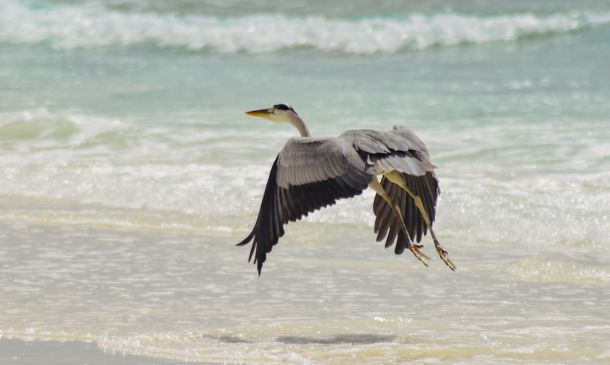 FAU Crushes FAMU in Week 2 Blowout