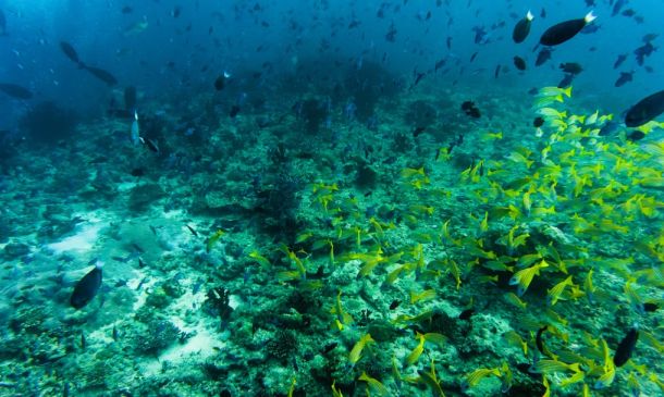 Boca Raton Opens World's First Coral Conservation Center