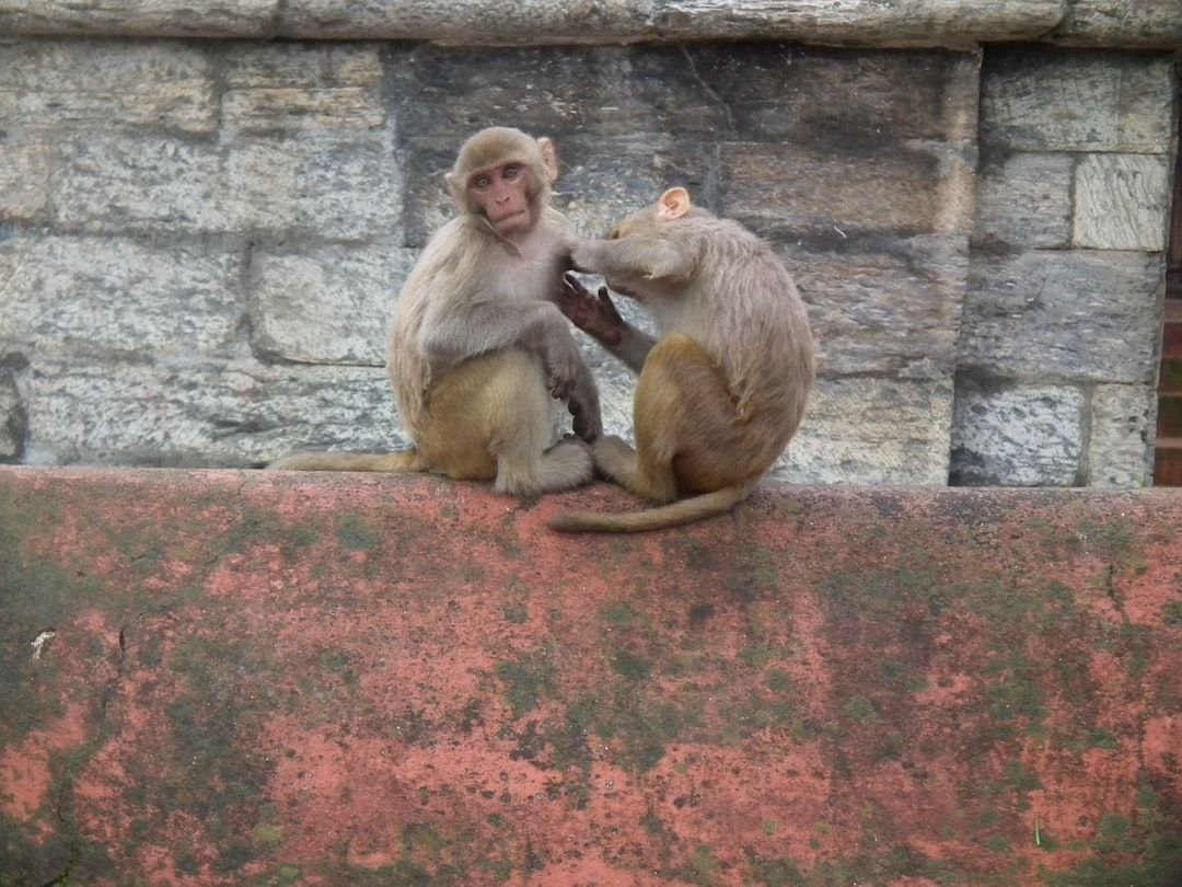 Beloved Palm Beach County Sheriff’s Horse Dies at 18