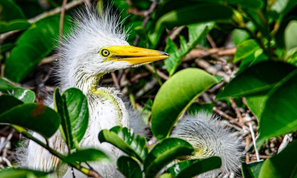 Delray Beach 100-Foot Tree Lighting Takes Place Tuesday