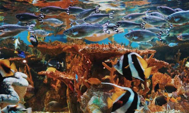 Boca Raton Launches Coral Rescue Center