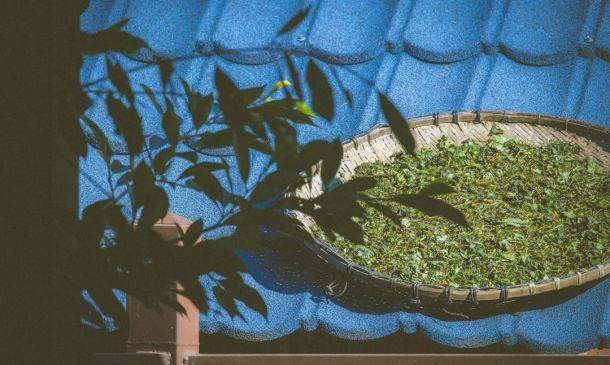 Boca Raton's Cannabis Laws: A Guide