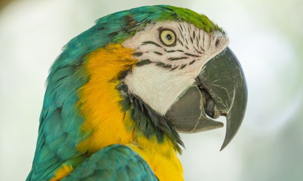 Boca Raton's Owls Soar in the NFL