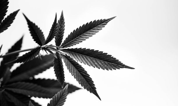 Boca Raton's Cannabis Guide: Laws & Medical Marijuana