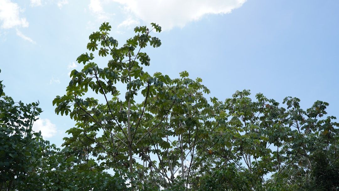 100 New Trees Planted in Boca Raton Park
