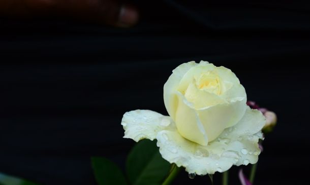 Boca Raton Mourns Beloved Community Member