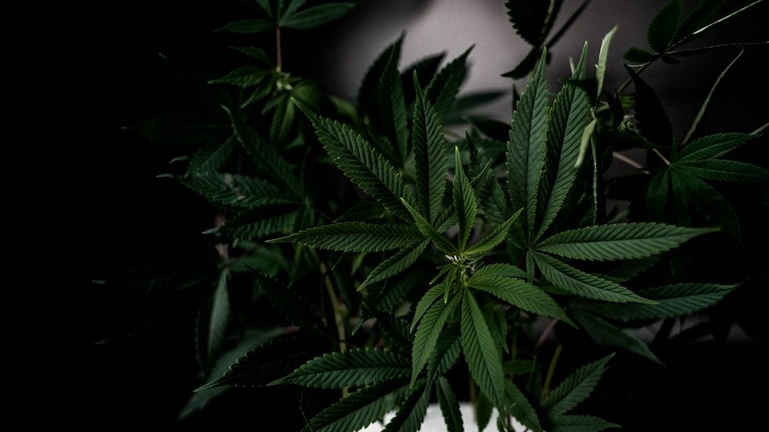 Boca Raton Cannabis Guide: Medical Marijuana & Dispensaries