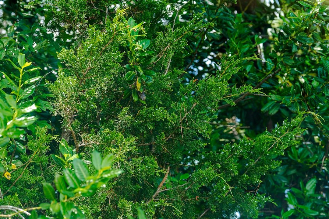 Deerfield Beach Murder Suspect Arrested