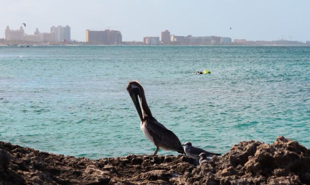 Boca Raton Inks Contracts to Hire New City Manager, Declare Brown ‘Manager Emeritus’ for Transition