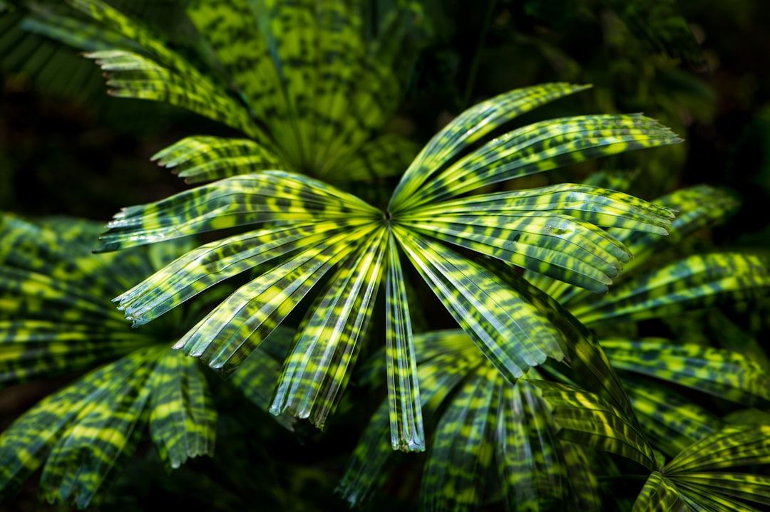 Tropical Disturbance Could Bring More Than a Foot of Rain to South Florida