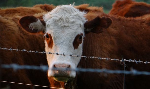 Authorities Identify Man Killed in Boca Raton Police Shooting; Previously Charged With Assaulting Cops