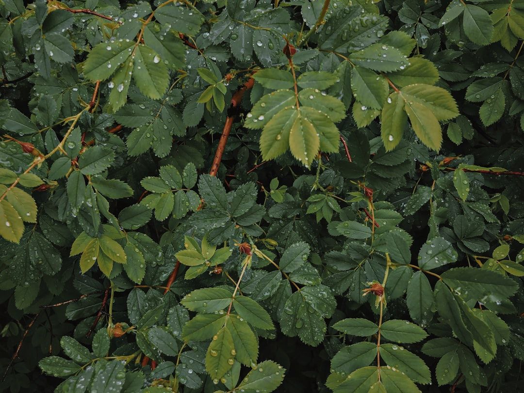 After Public Backlash, Boca Raton Won’t Be Redesigning Its City Flag After All