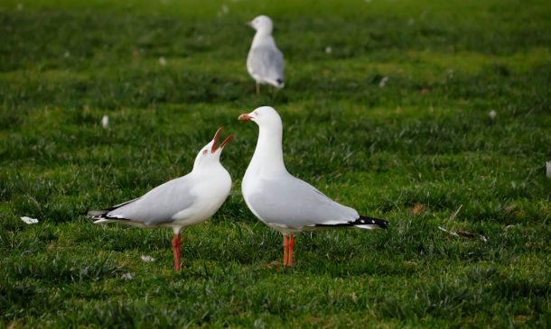 TWO MORE KINGS POINT DELRAY ARRESTS: Now 84 Since 2023