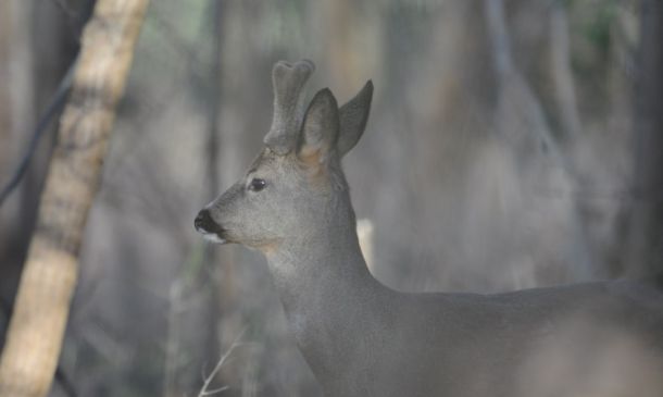 Coyotes in Boca: A Growing Concern