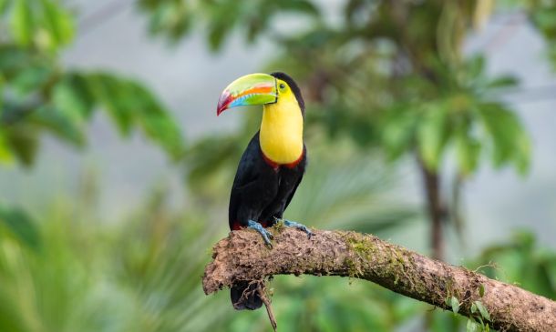 BOCA RUDETON: Starbucks Sick! You Can Drink To Entitlement In Boca, Delray, Boynton