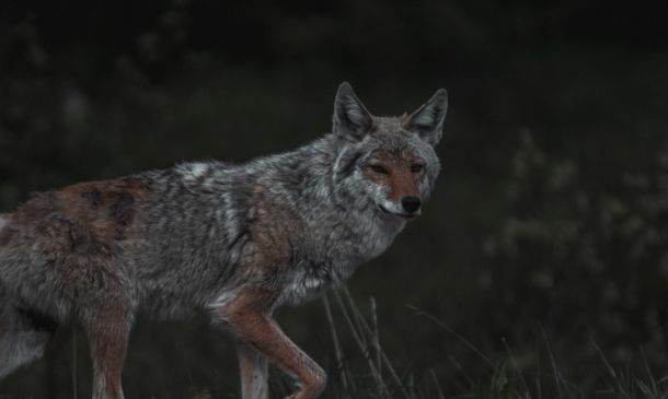 Boca Raton Coyotes: A Growing Concern