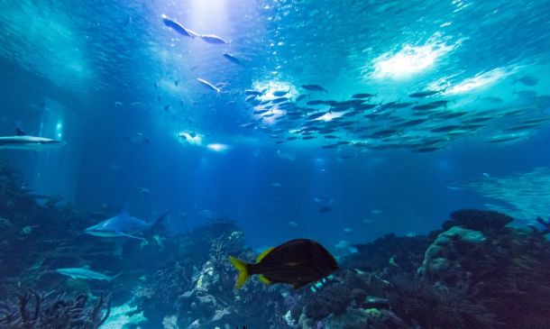 World's First Coral Conservation Center Opens