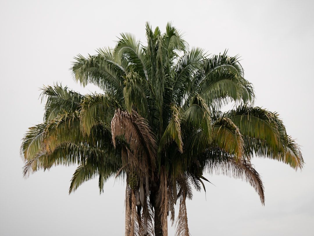 Boca Raton: Heavy Rain & Flood Warnings