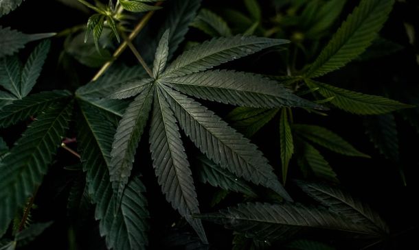 Boca Raton's Cannabis Guide: Laws & Dispensaries