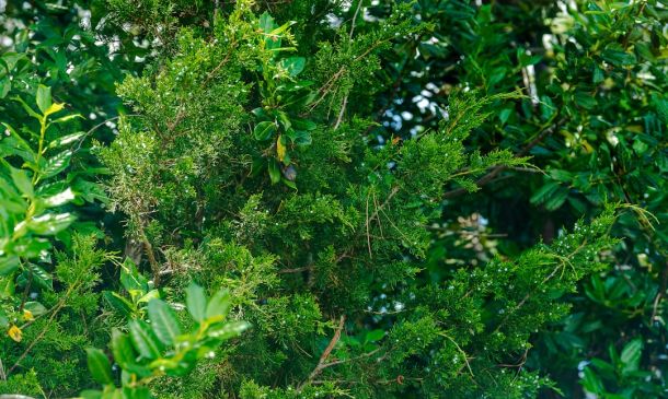 Deerfield Beach Murder Suspect Arrested