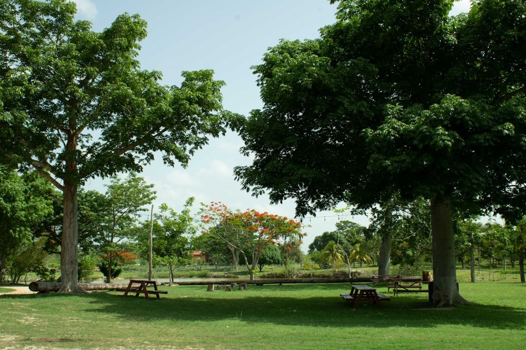 100 Trees Transform Boca Raton Park